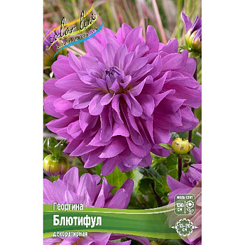 Георгина Блютифул I 15 шт Шоу-бокс 8947