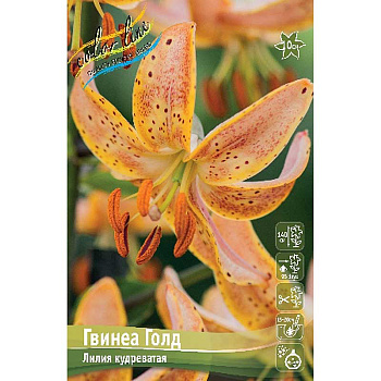 Биг-Пак Лилия Гвинеа Голд 14/16 25 шт