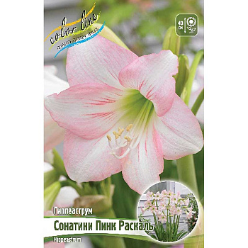 Гиппеаструм Сонатини Пинк Раскаль 13/15 1 шт 