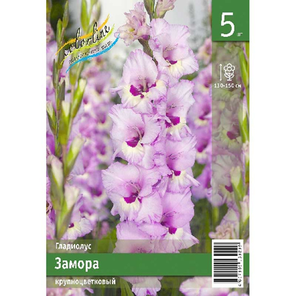 Гладиолус Замора 10/12 5 Эконом шт 