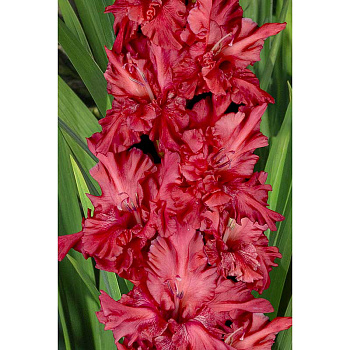 Гладиолус Конек Горбунок 8/10 5 шт, Садовита 