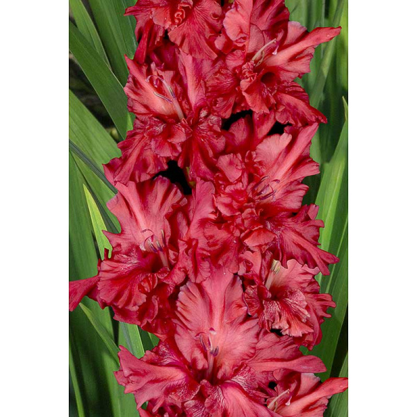 Гладиолус Конек Горбунок 8/10 5 шт, Садовита 