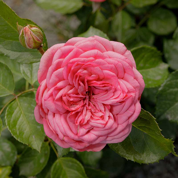 Роза чайно-гибридная Пинк Пиано Садовита