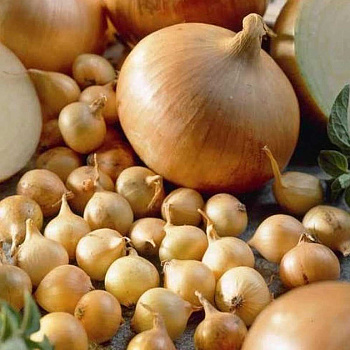 Лук-севок Ш.СТЕНФИЛД 10-21 20кг +/-5% (цена за мешок) Нидерланды 