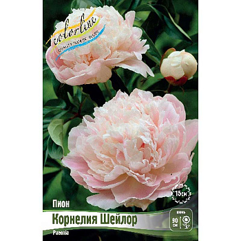 Пион Корнелия Шейлор 2/3 n 15 шт Биг-Пак 12830 