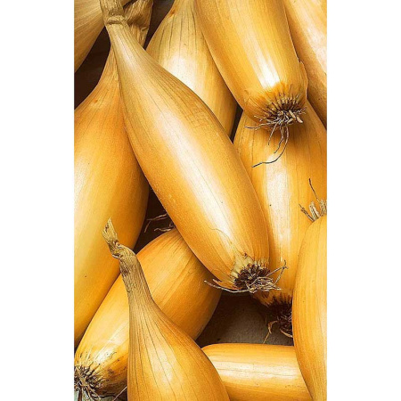 Лук-севок БАМБЕРГЕР 24-32 20кг+/-5%(цена за меш)РО 