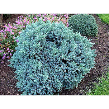 Можжевельник Чешуйчатый Блю Стар C3 20-25cm