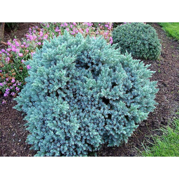 Можжевельник Чешуйчатый Блю Стар C3 20-25cm