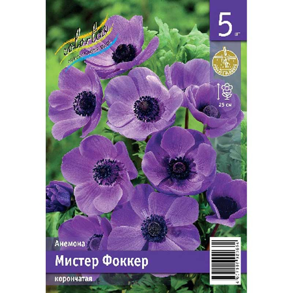 Анемона Мистер Фоккер 5/6 5 Эконом шт