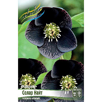 14197 Биг-Пак Морозник Солар Найт I 25 шт 