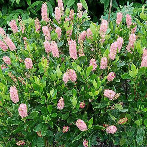 Клетра ольхолистная Руби Спайс Р9 шт Садовита