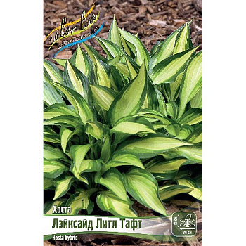 Хоста Лэйксайд Литл Тафт 1 n 1 шт
