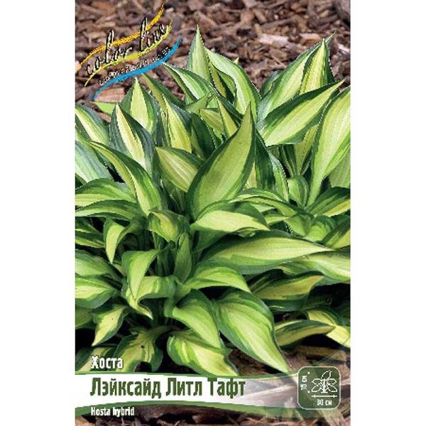 Хоста Лэйксайд Литл Тафт 1 n 1 шт