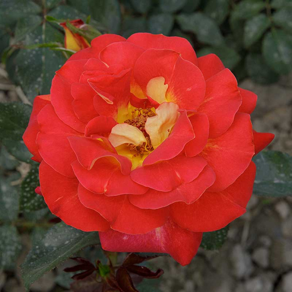 Роза чайно-гибридная Большой Садовита