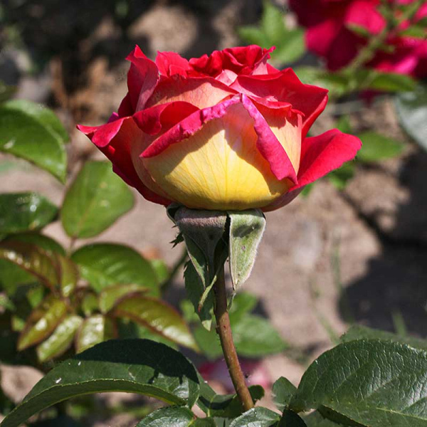 Роза чайно-гибридная Кроненбург Садовита