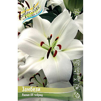 Лилия Замбези 14/16 5 шт 