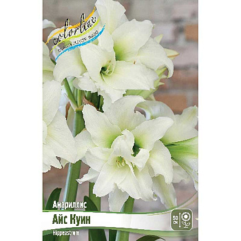 Амариллис Айс Куин 22/24 1 шт 