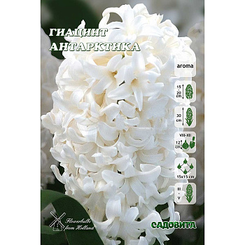 Гиацинт Антарктика 14/15 3 шт Садовита