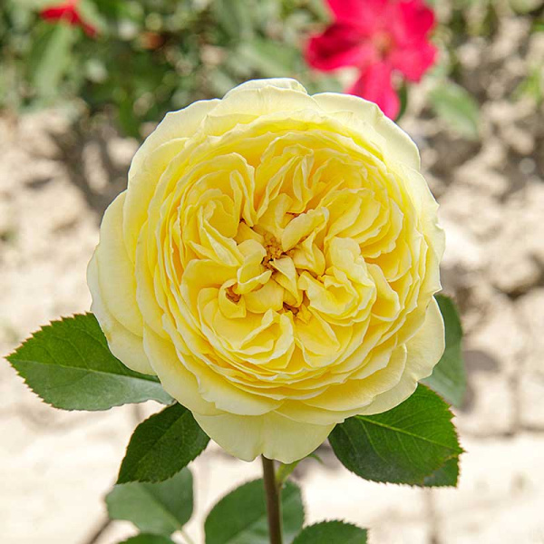 Роза спрей Каталина Садовита