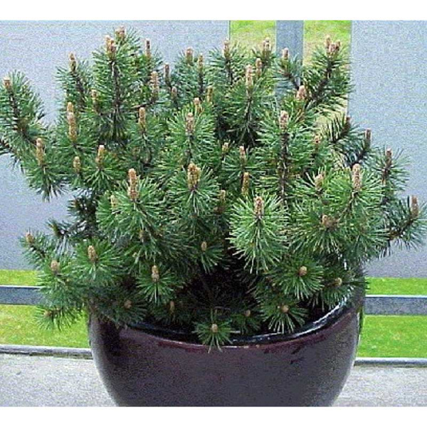 Сосна Горная Муго C1.5