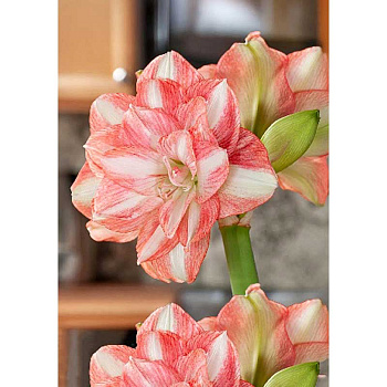 8513 Шоу-Бокс Амариллис Бьютифул Эмошион 22/24 8 шт 