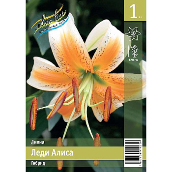 Лилия Леди Алиса 12/14 1 Эконом шт 