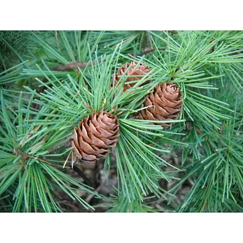 15843 Лиственница Кемпфера Видовая Норма C3 ,шт