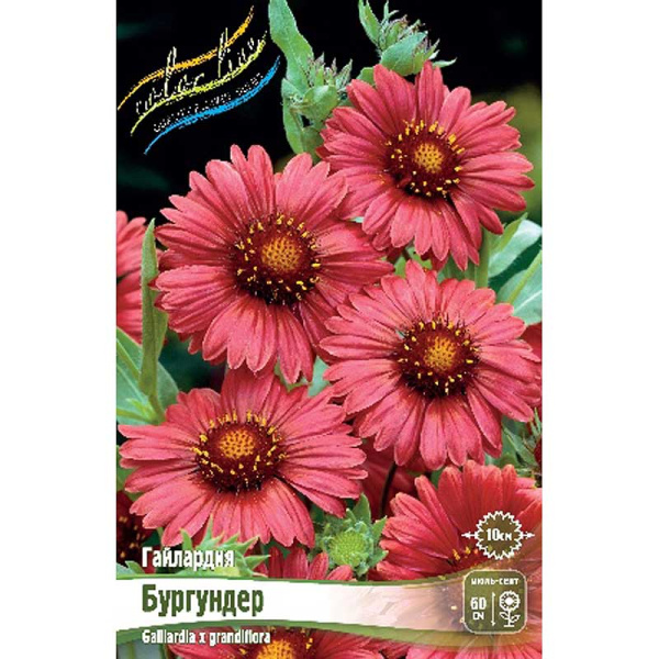 Гайлардия Бургундер I 1 шт