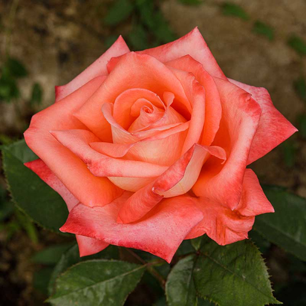 Роза чайно-гибридная Фольклор Садовита