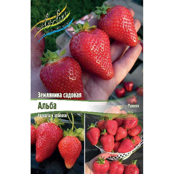 8198 Биг-Пак Земляника Садовая Альба A 100 шт