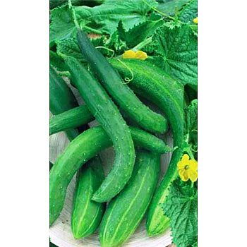 Семена Огурец Китайский дракон Марс Ц