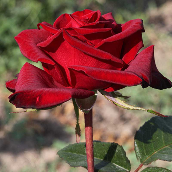 Роза чайно-гибридная Черная Магия Садовита