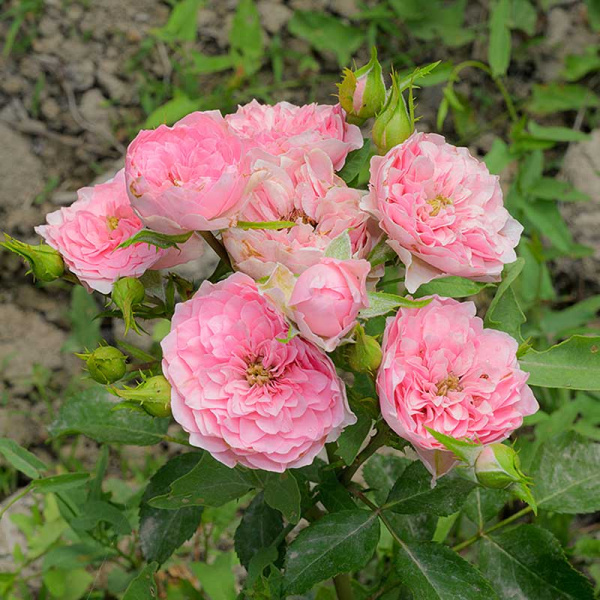 Роза Спрей Фрейлен Дэнс Садовита