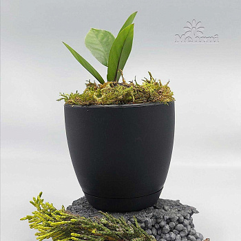 Горшок 0,47л черный 101/10-4 х48 