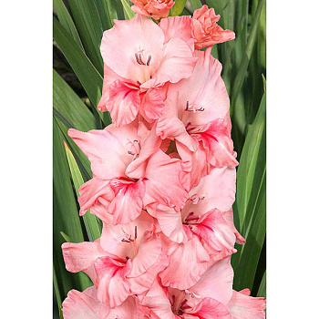 Гладиолус Адреналин 12/14 100 шт Садовита Шоу-Бокс 13726 