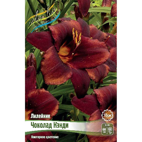 Лилейник Чоколад Кэнди I 25 шт Биг-пак 4154 
