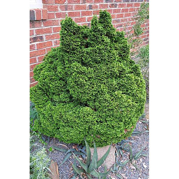 Кипарисовик Тупой Юнипероидес С2 12-15cm