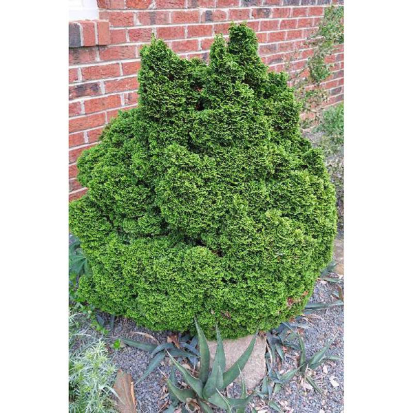 Кипарисовик Тупой Юнипероидес С2 12-15cm