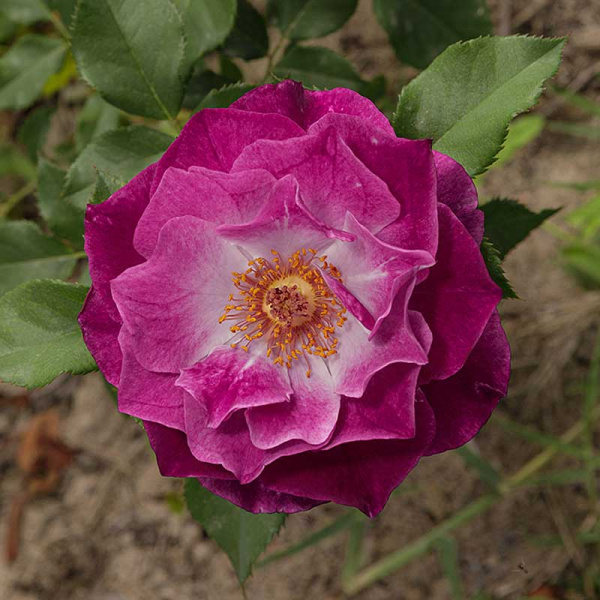 Роза флорибунда Уайлд блю йондер Садовита