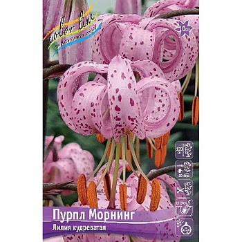 Биг-Пак Лилия Пурпл Морнинг 14/16 25 шт