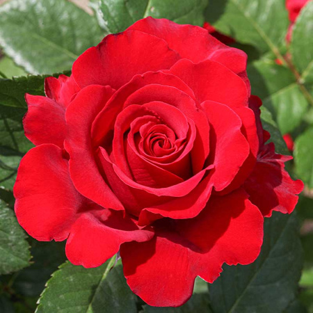 Роза чайно-гибридная Секси Рэд Садовита