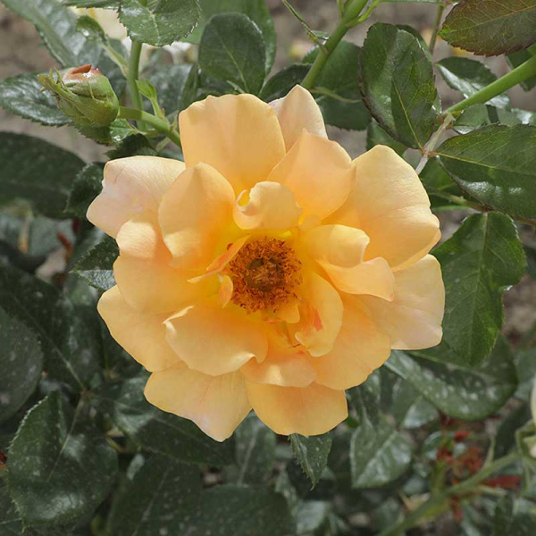 Роза Канадская (шраб) Амбер Сан Садовита