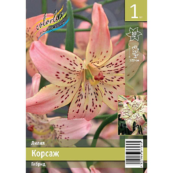 Лилия Корсаж 12/14 1 Эконом шт 