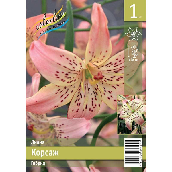 Лилия Корсаж 12/14 1 Эконом шт 