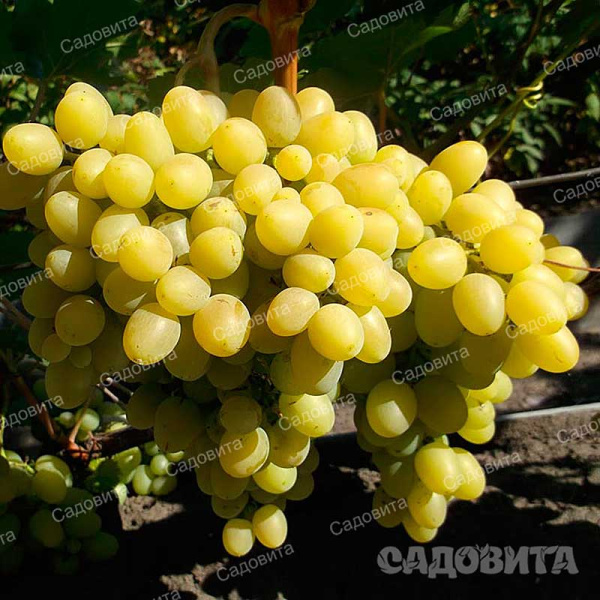 Виноград Надежда Аксайская очень ранний Садовита