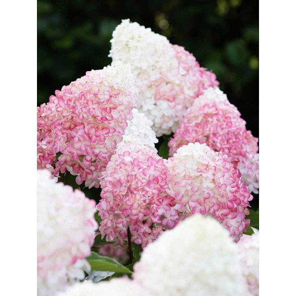 Гортензия Метельчатая Пинк Энд Роуз P9 шт
