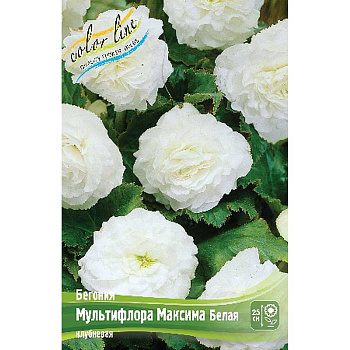 Бегония Мультифлора Максима Белая 4/5 50 шт Шоу-бокс 8847