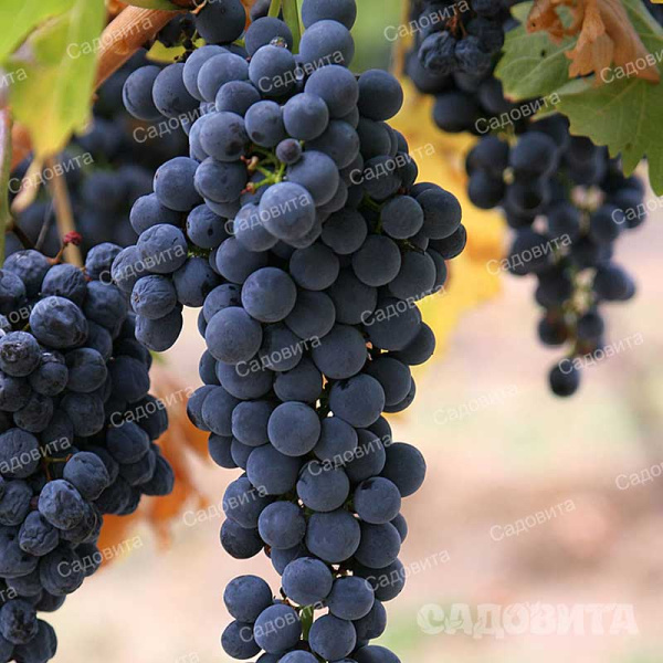 Виноград Мукузани среднеранний Садовита