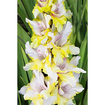 Гладиолус Миг Удачи 8/10 5 шт, Садовита 