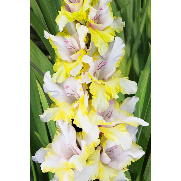 Гладиолус Миг Удачи 8/10 5 шт, Садовита 